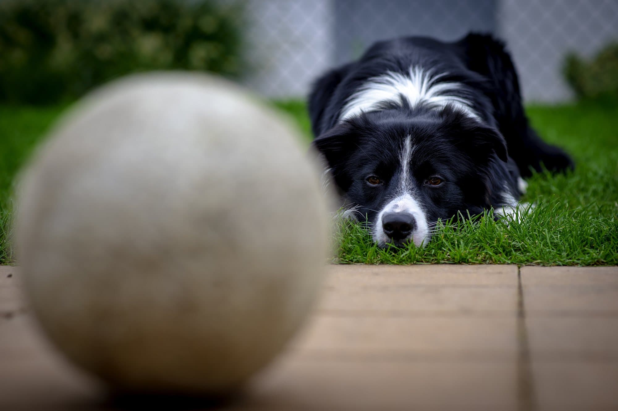 Border collie couché dans l'herbe, sa balle floue au premier plan
