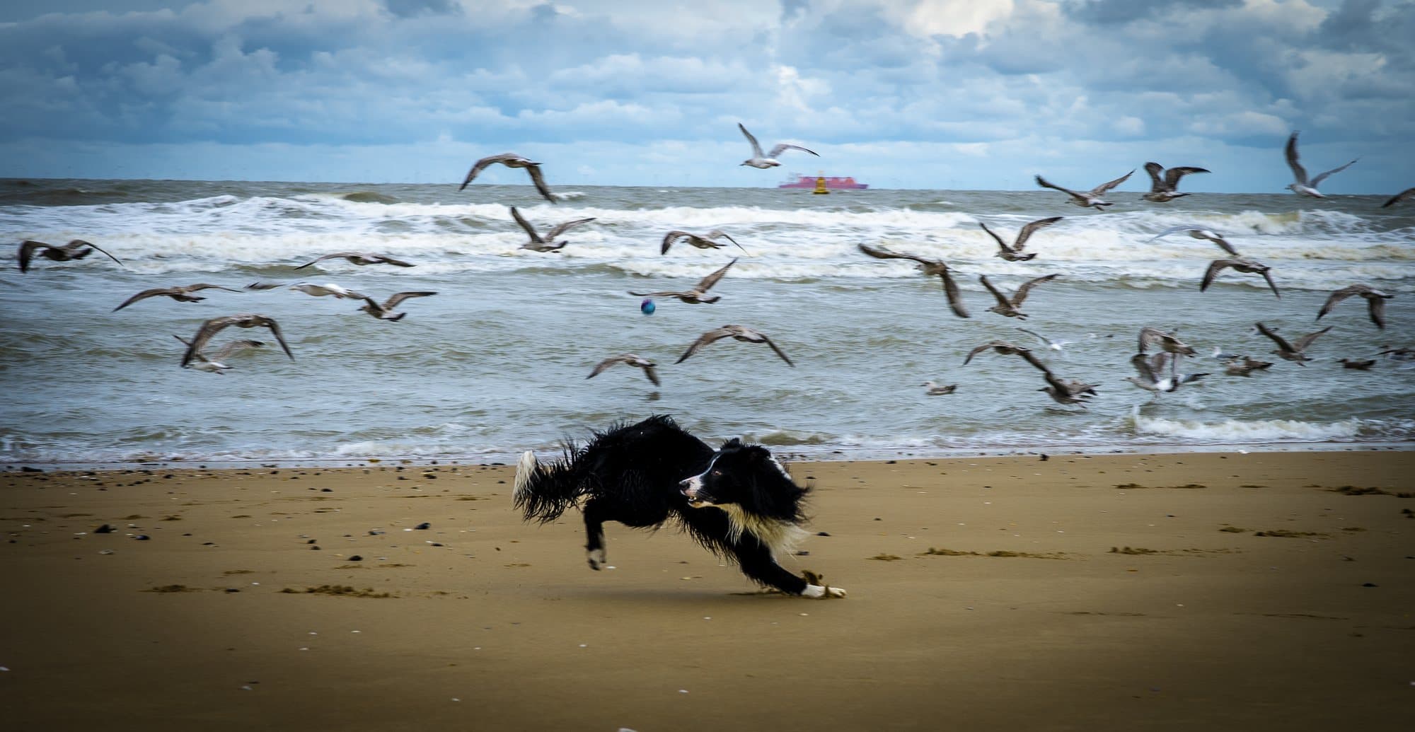 Border collie lancé au galop sur la plage, dispersant un vol de mouettes